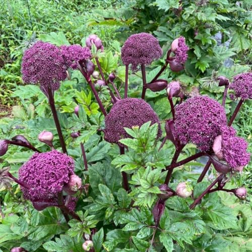 花苗 アンジェリカ ギガス 2株 / 国華園 25年秋商品 花苗 アンジェリカ ギガス 2株 / 国華園 25年秋商品