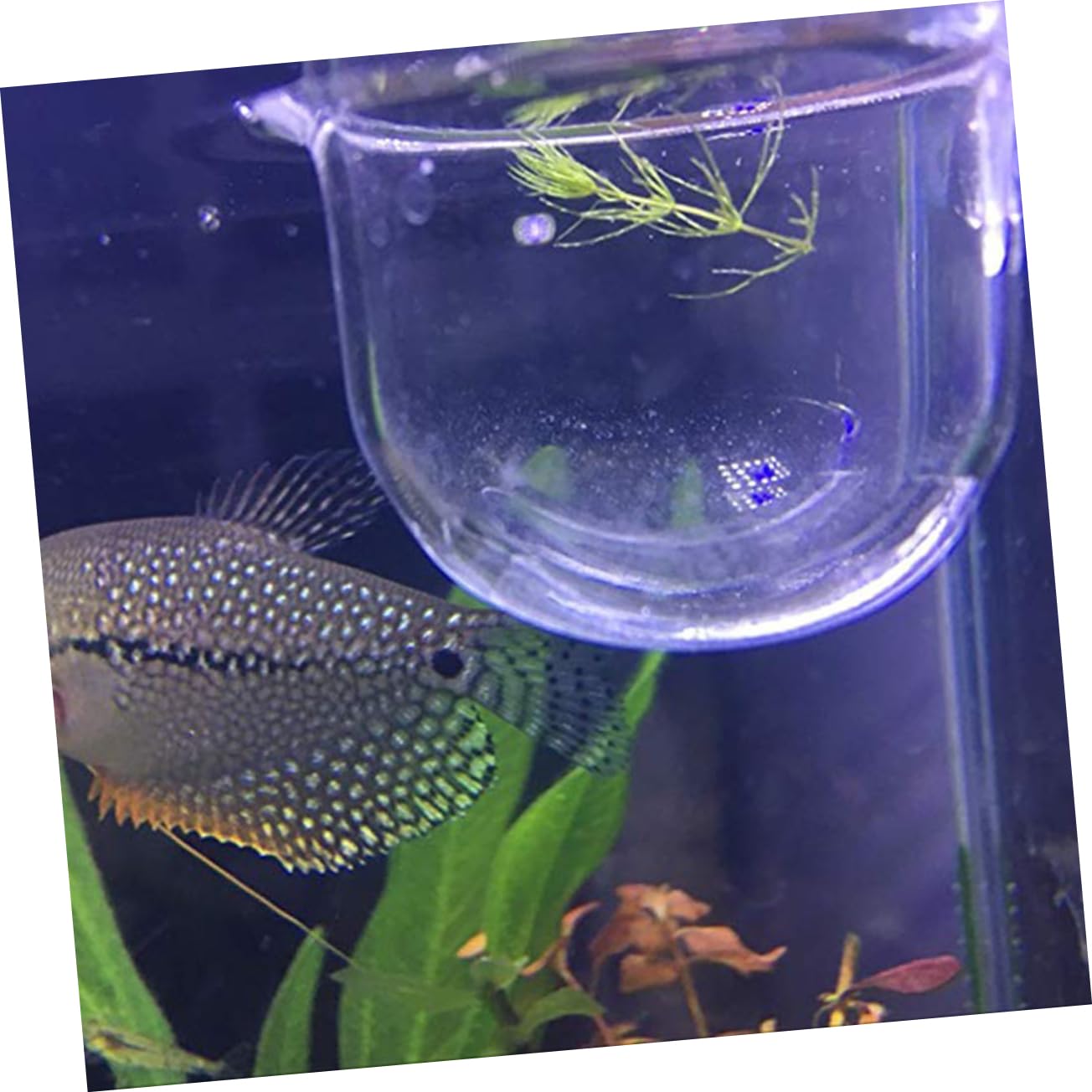 PRETYZOOM Alimentador De Peces Suministros Acuáticos Taza De Alimentación De Vidrio Equipo De Acuario Transparente Productos Acuáticos De Tanque Súper 4 Uds