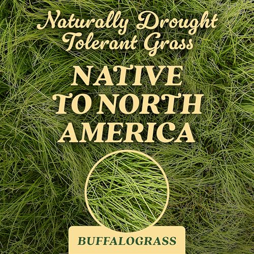 Image of O.M. Scott and Sons Buffalograss Seed, Naturally Drought Tolerant Native Grass Seeds for Lawns, Covers up to 350 sq. ft., 0.7 lb. (Pack of 6)
