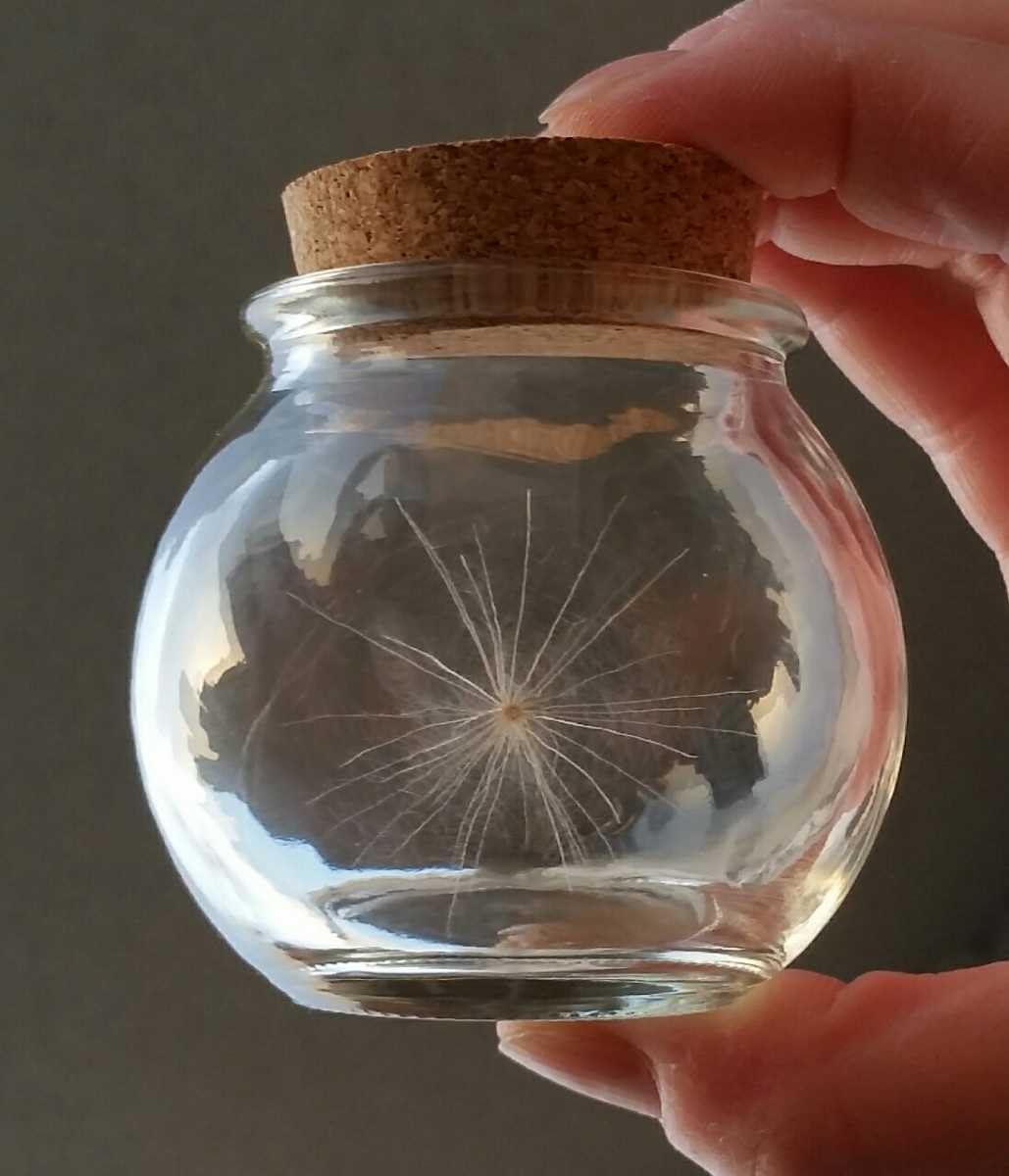 Amazon.co.jp: 幸せを呼ぶケセランパセランケセランパサラン5