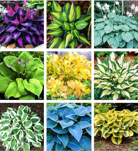 100PCS Heart-Shaped Hosta Seeds Perennial Shade Garden for Planting Outdoor