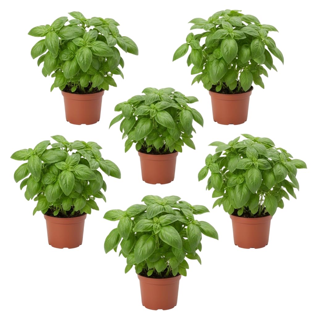 Huerto Vivo en Casa – 6 Albahacas Naturales Ocimum Basilicum en Maceta | Seis Aromáticas Culinarias Frescas DECOALIVE para Cocina, Interior o Terraza