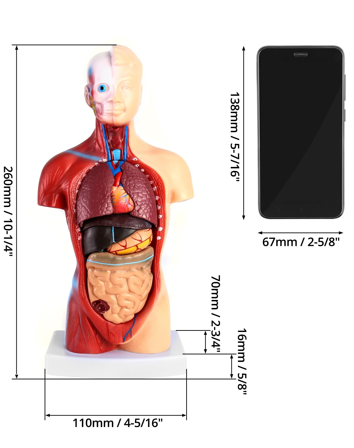 QWORK® 15 Pezzi Modello di Anatomia Umana - Cranio Cervello Torso e Organi Interni - per Studenti di Medicina Medici e Insegnanti - 28 cm