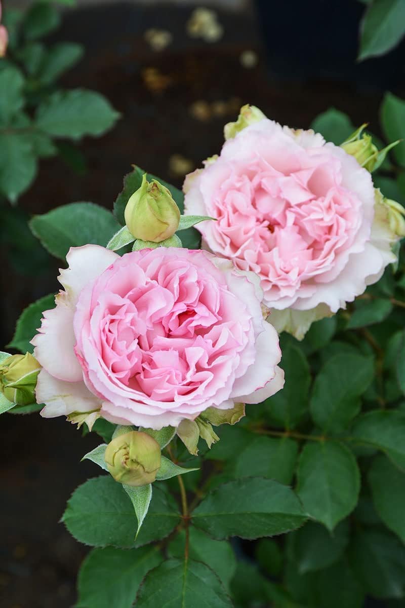 Amazon.co.jp: バラ苗 【フォーシーズンズ】 (大苗) シュラブ 半つる性