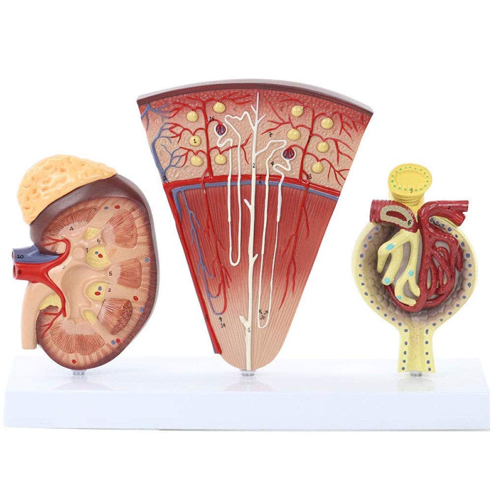 Human Anatomical Model Human Nephron Glomerular Kidney Anatomy Model Urinary System Demonstration Modelthree Structures of Glomerulus and Kidney Section and Nephron for Medical Educational