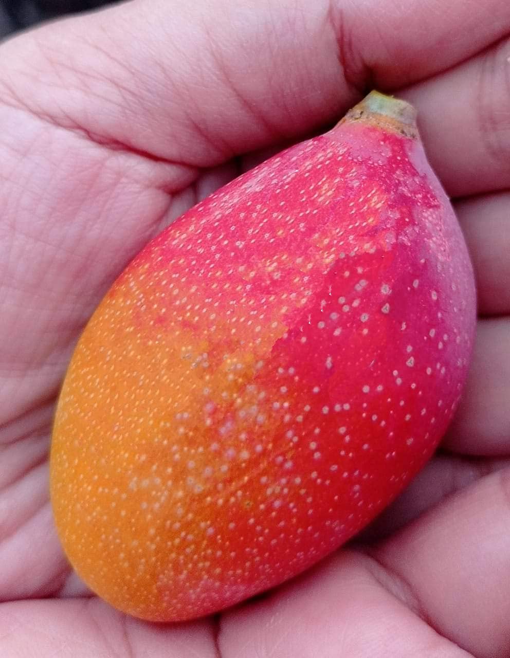 Nursery Live Rare Mango Fruit Plant (Alice, Grafted Hybrid) Exotic 1 Live Fruit Plant (B094CN5WBQ) Amazon Price History, Amazon Price Tracker