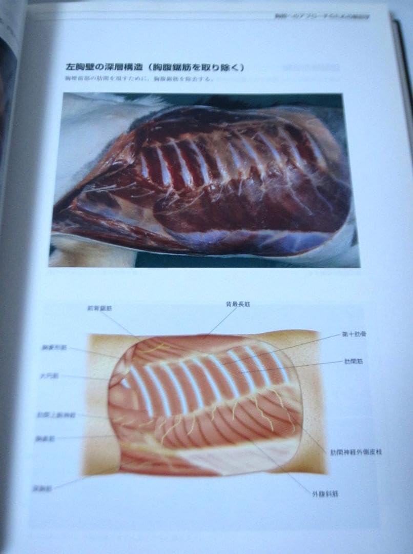 軟部外科 2 (プレミアム・サージャン2) インターズー