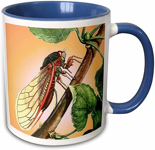 3dRose taichePintura acrílicaInsectosCigarraCicada cicadas magicicada septendecim insectos insectos bichos Winged InsectsTazas AzulBlanco