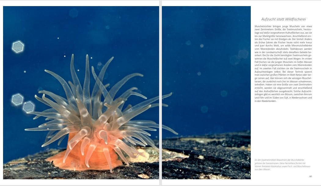Wunderwelt Wattenmeer: Exklusive Einblicke in einen faszinierenden Kosmos
