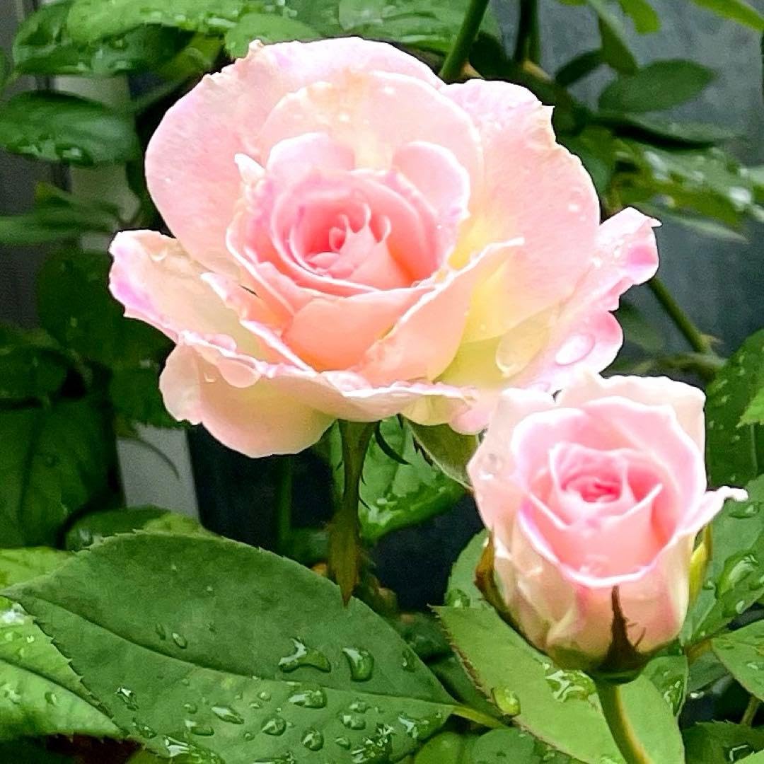 薔薇 挿し木苗　250522 薔薇 挿し木苗 250522 薔薇 挿し木苗 250522 薔薇 挿し木苗 250522の