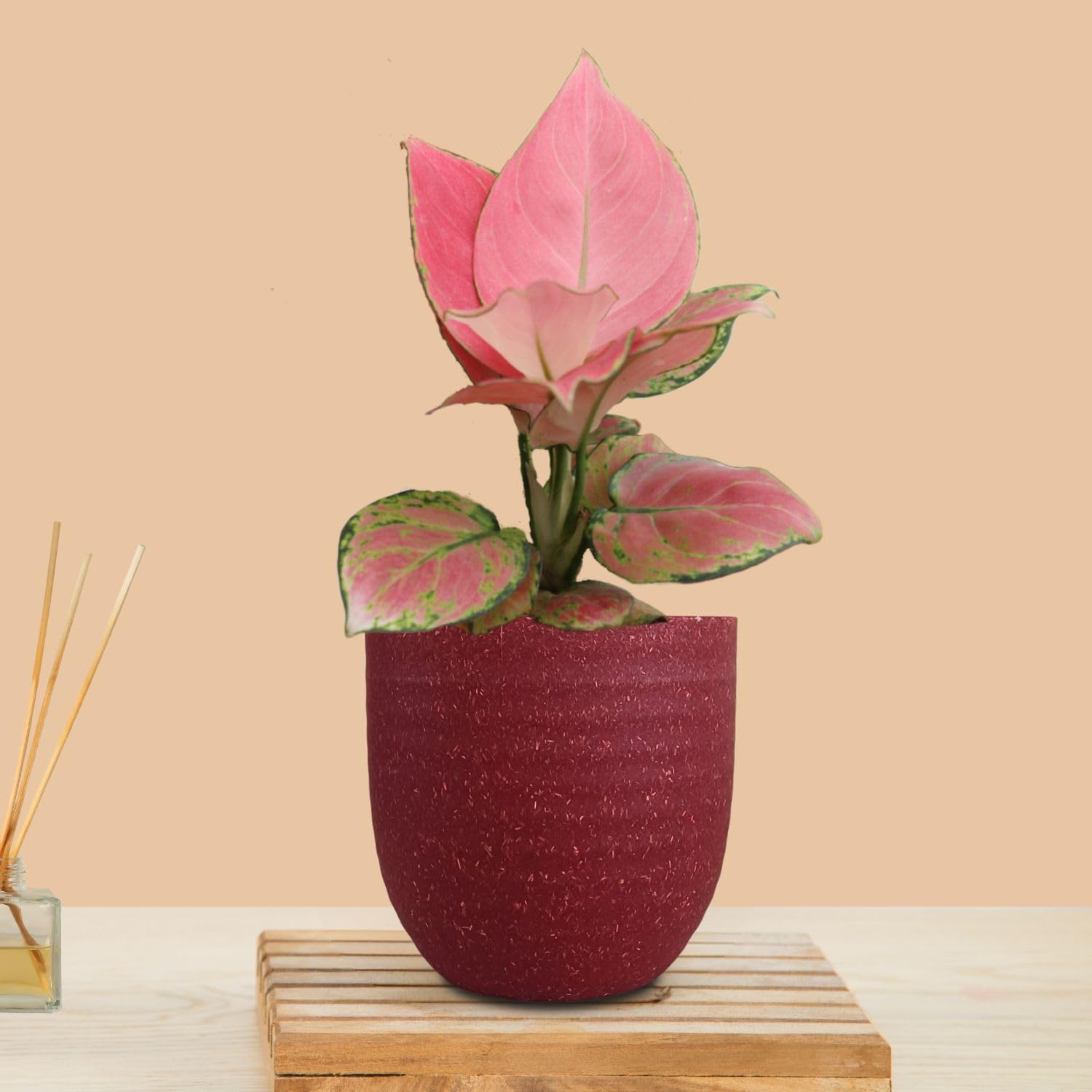 Greenkin Aglaonema Pink Anjamani Live Plant in Eco Pot | Indoor Plants for Living Room | Small Plants for Home Decor | Air purifying Indoor Plants (Red) (B0CY9F3M18) Amazon Price History, Amazon Price Tracker
