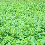 schwarze sesamsamen - gartenkr&auml;uter schwarzer sesam wildkr&auml;uter, bodendecker gartenkr&auml;uter balkon kr&auml;utergarten indoor k&uuml;chenkr&auml;uter 60pcs