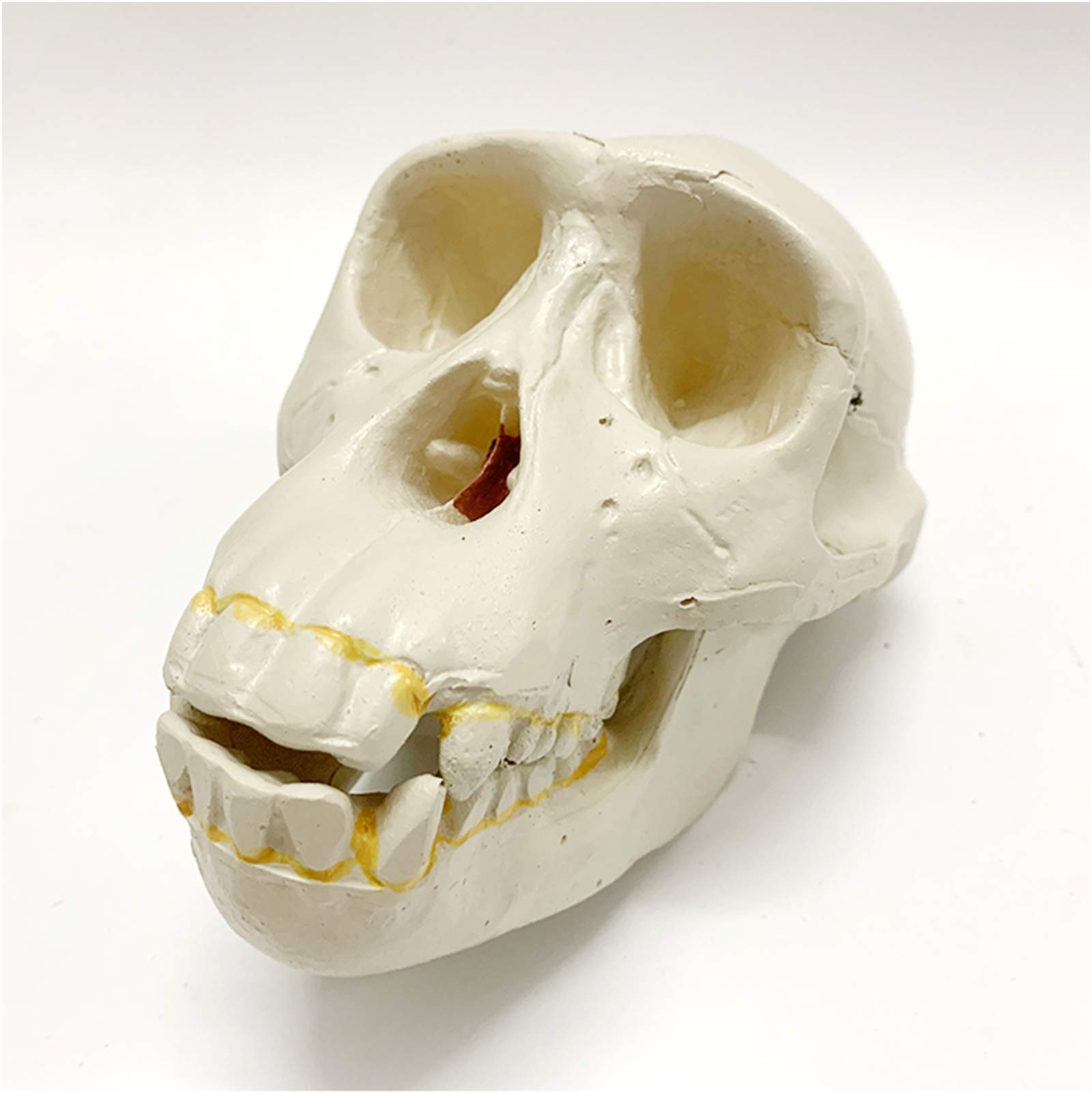 1:1 Replika Modelu Głowy Ludzkiej Czaszki - Model Czaszki Ludzkiej Szympansa - Materiał Pvc Model Szkieletu Ludzkiej Czaszki - Do Kolekcji Dekoracji Domu, Nauki,