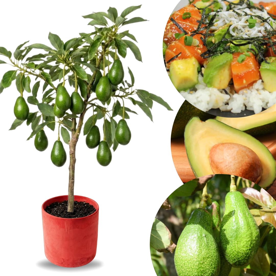 TAZGO 2-Year Grafted Avocado Tree