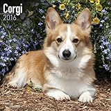 Corgi Calendar - Only Dog Breed Corgi Calendar - 2016 Wall calendars - Dog Calendars - Monthly Wall Calendar by Avonside