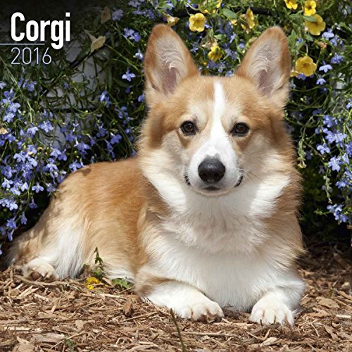 Corgi Calendar - Only Dog Breed Corgi Calendar - 2016 Wall calendars - Dog Calendars - Monthly Wall Calendar by Avonside