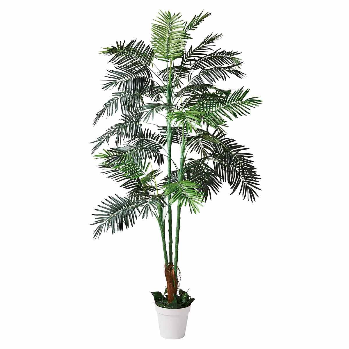 61【アレカヤシ約200cm】大型観葉植物｜西海岸インテリア｜リゾートスタイル｜ 61【アレカヤシ約200cm】大型観葉植物｜西海岸インテリア｜リゾート