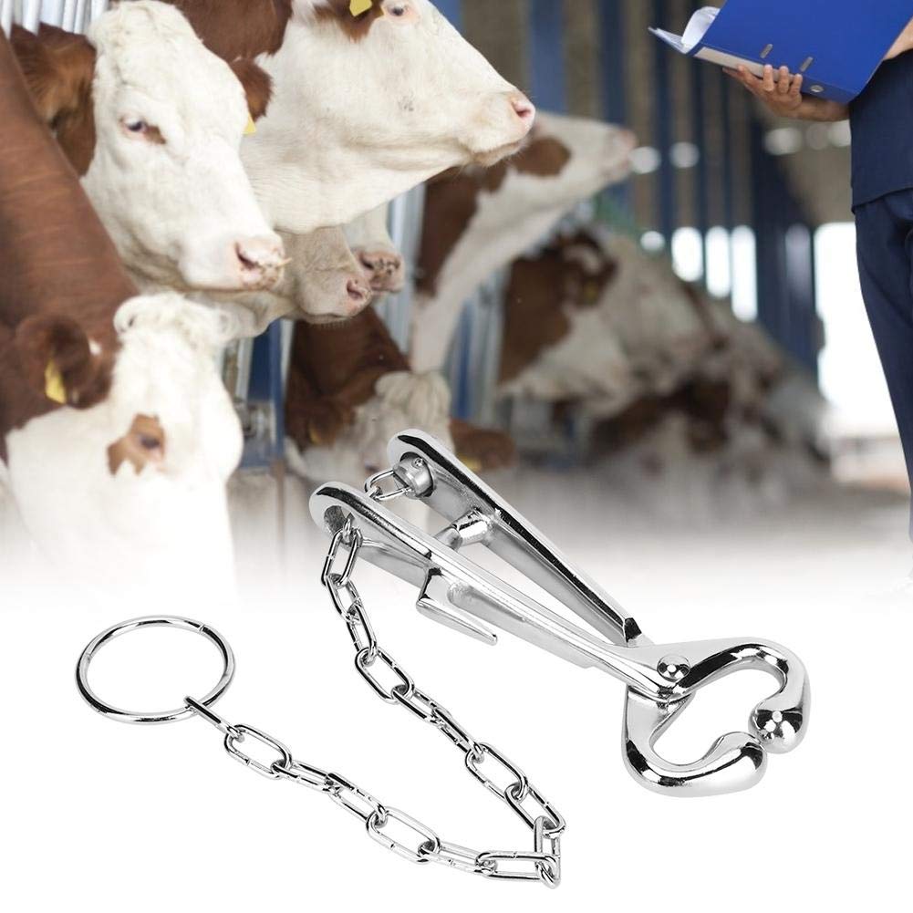 Pinza Per Naso Bovino Con Catena - Strumento Veterinario In Acciaio Zincato - Foto 10