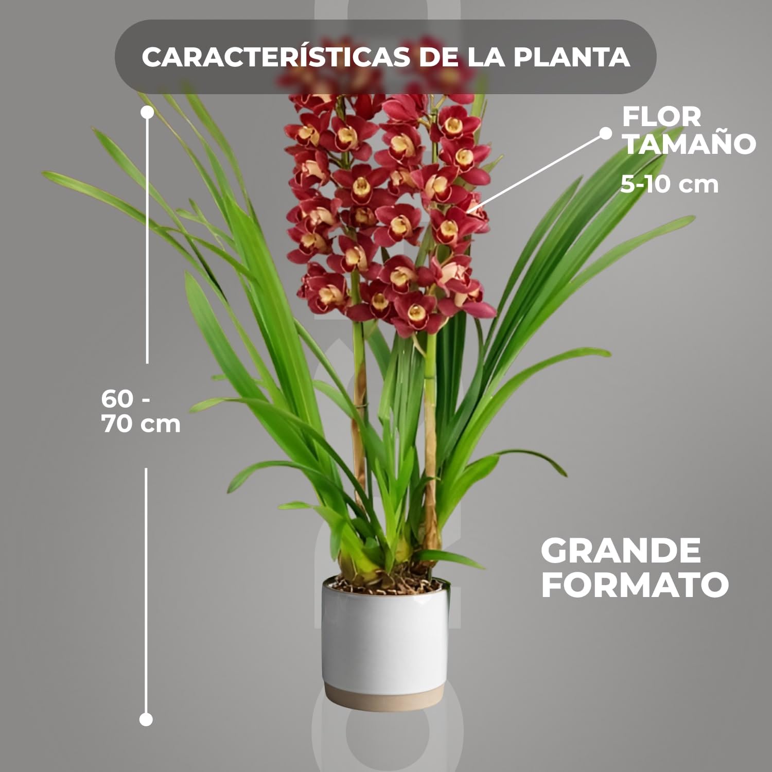 Orquídeas Cymbidium rojas, 1 planta grande de interior de Holanda, de 60-70 cm de altura, en maceta de 14 cm, con flores y fragancia