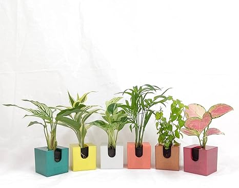 Amazon ミドリエデザイン 土を使わない 観葉植物 コミドリ ミドリエ給水ボトル セットモデル 6個セットg 観葉植物 オンライン通販