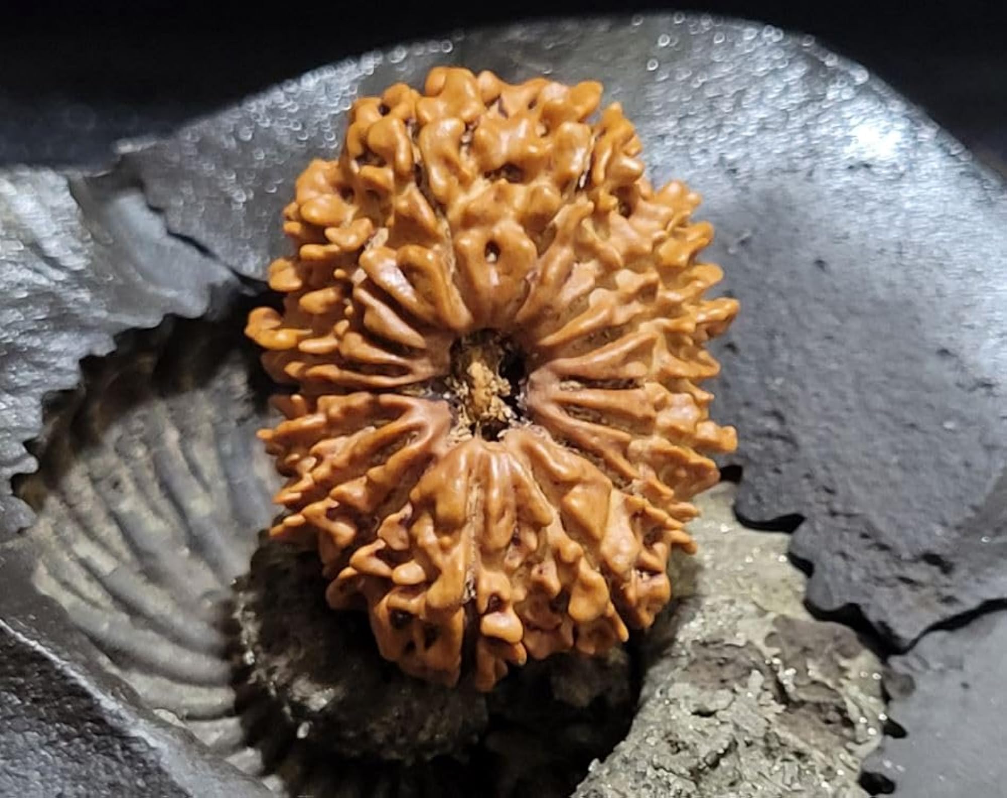 16 Mukhi Rudraksha Original Certified Nepali Bead, 32mm