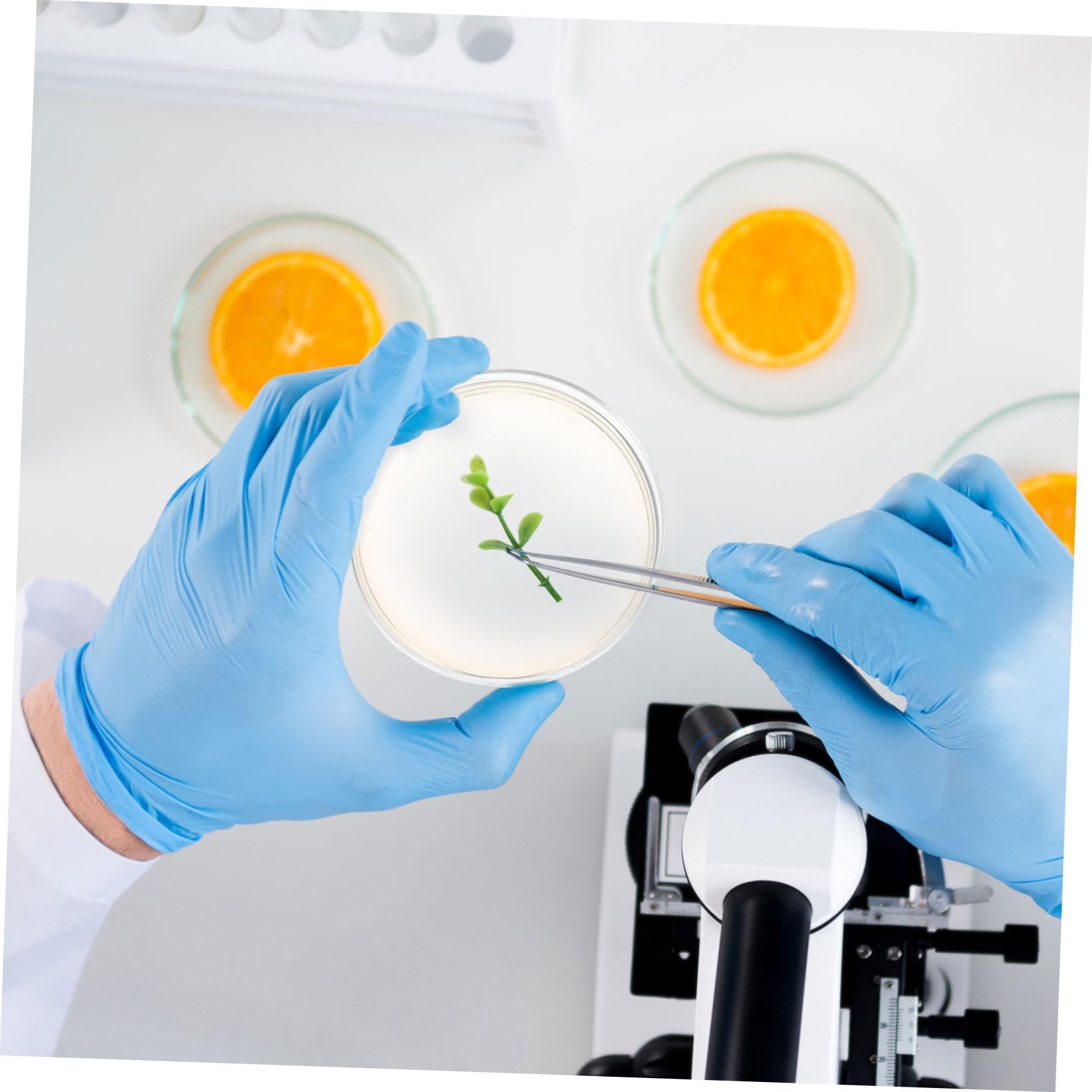 Piastre Petri con Agar Pronte All'uso, 10 Pezzi, Spessore Professionale e Sicuro, per Lezione di Scienze e Stem, per Studenti