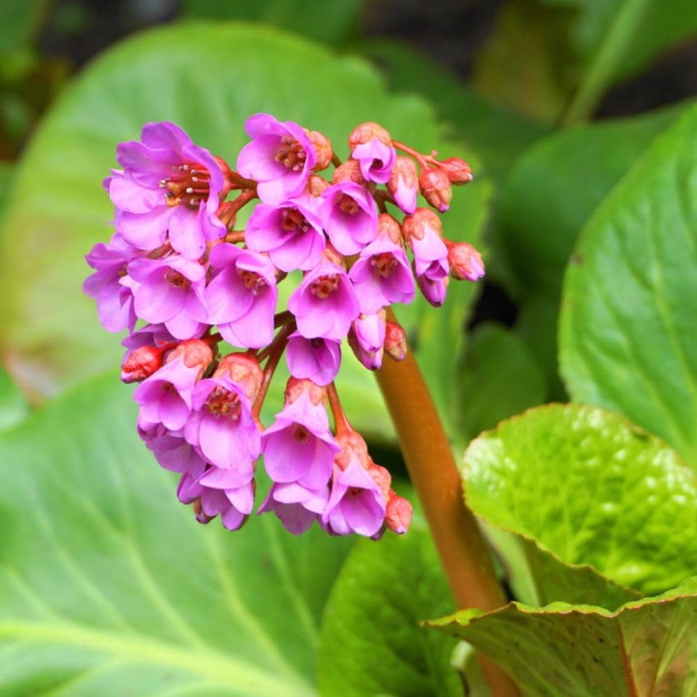 Bergenia cordifolia 'Purpurea' - Elephant's Ears Hardy Perennial - Shade Ground Cover with Pink Flowers – 1x 1 Litre Potted Plant by Thompson & Morgan