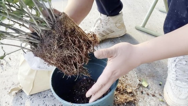 Amazon.com : Double Jasmine Sambac Live Plants, 2 Jasmine Plants