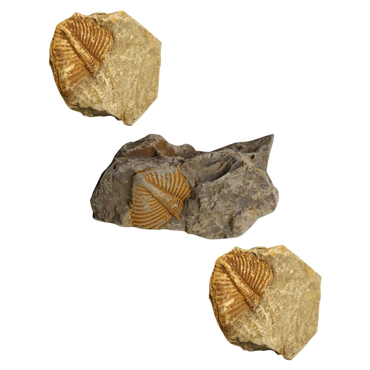 12piezas Kit De Fósiles De Trilobite Para Coleccionistas Herramienta Educativa De Rocas Prehistóricas Para Decoración Del Hogar