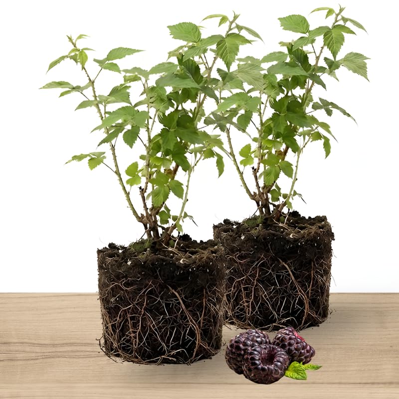 2 Black Raspberry Plants Live for Planting, 4-5 Inch Bare Root Seedling, Low Maintenance Fruit Bearing Shrub, Robust Well-Rooted Starter Shrub
