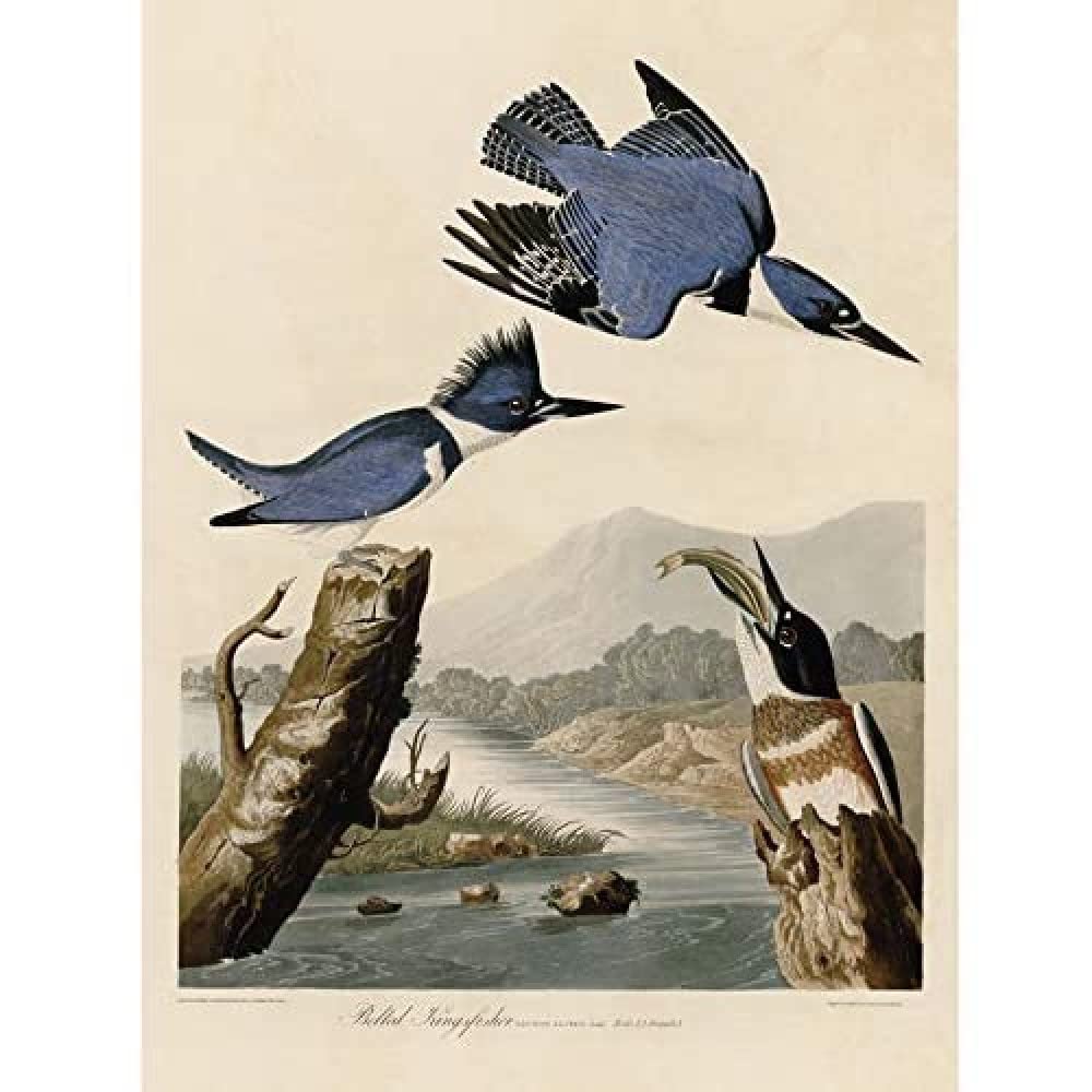 Artery8 Audubon Birds America Belted Kingfisher Art Print Canvas Premium Wall Decor Poster Mural