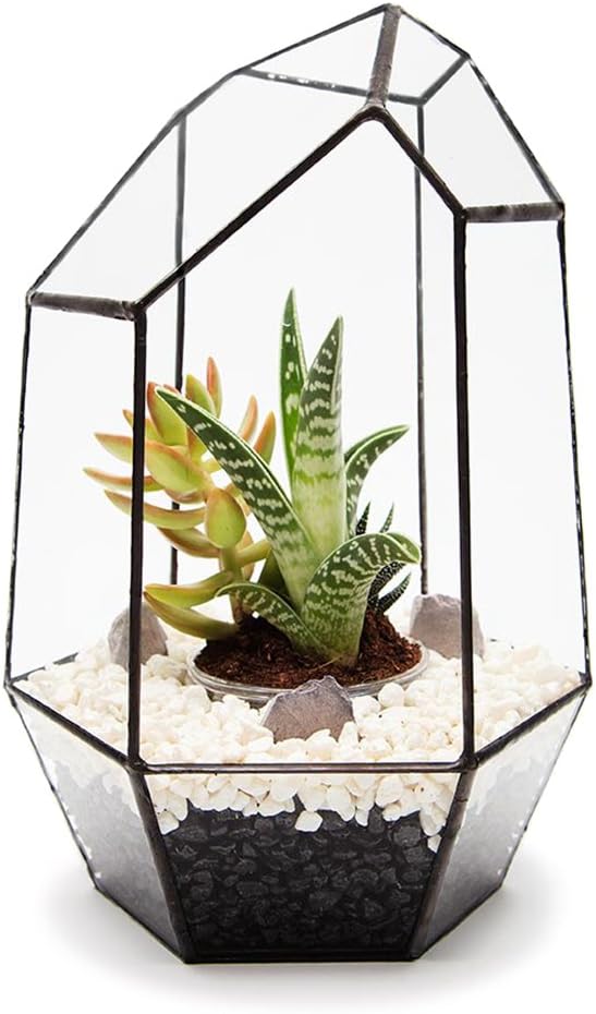 GEM TERRARIUM with LIVE SUCCULENT PLANTS Supplied fully assembled. Also available with LED fairy lights, as a terrarium kit or empty terrarium. High quality glass and lead-free tin construction L18cm x H28cm x W18cm Exclusive designer geometric terrariums from The Urban Botanist. Stylish room decorations for home, office, events, interior design schemes (Fully assembled with live succulent plants)