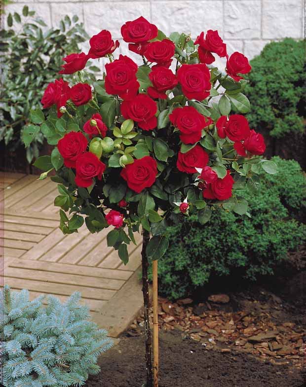 Rosier sur tige Dame de Coeur - La pièce en tige de 90-100 cm, racines nues. - Willemse