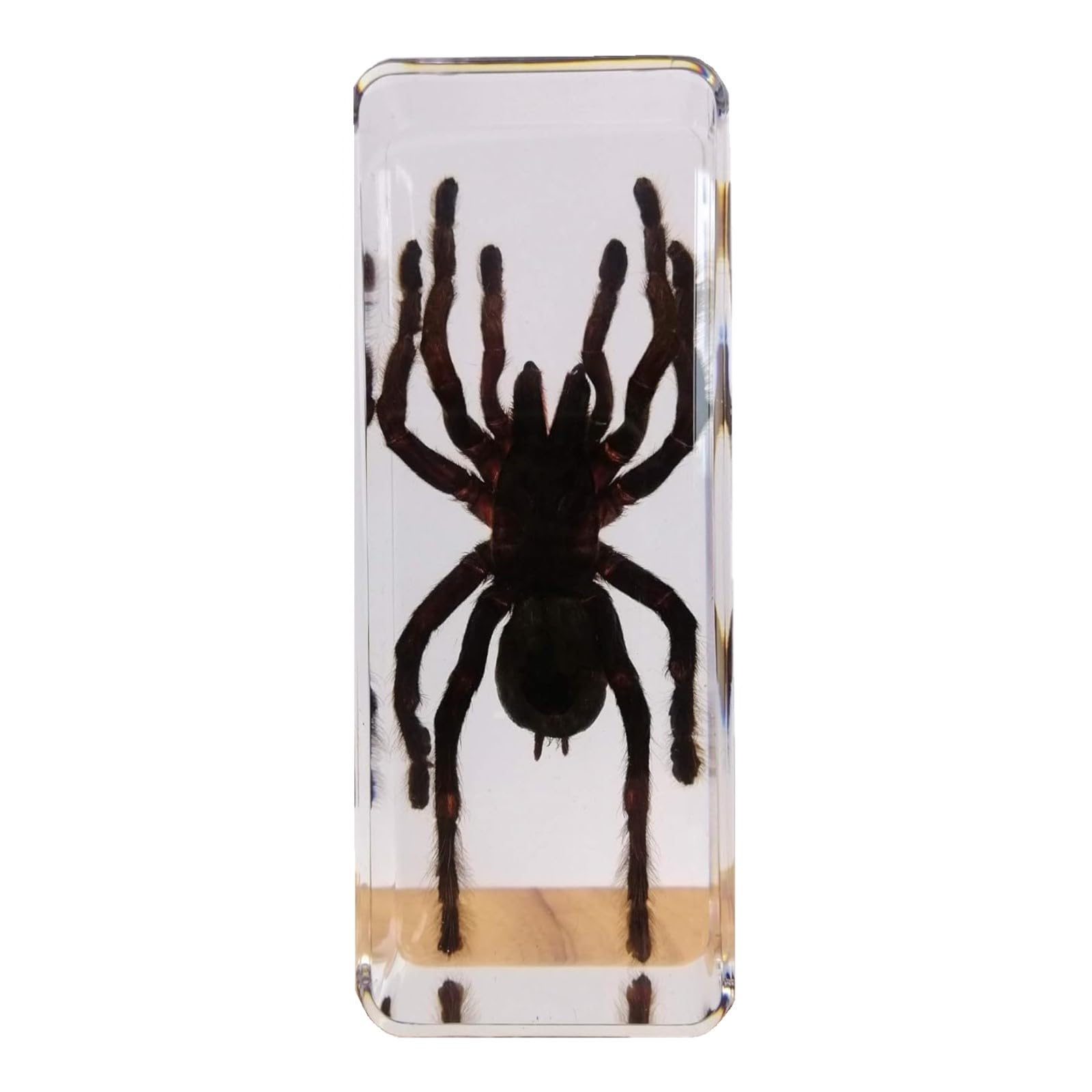 Spider Specimen in Resin, High Transparency Real Tarantula Taxidermy, Amber Spider Home Decor, for Science Classroom and Collection