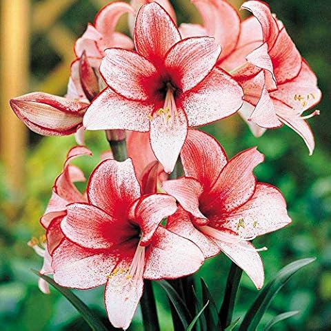 Charisma Amaryllis Bulb - Single Blooming Amaryllis Cover