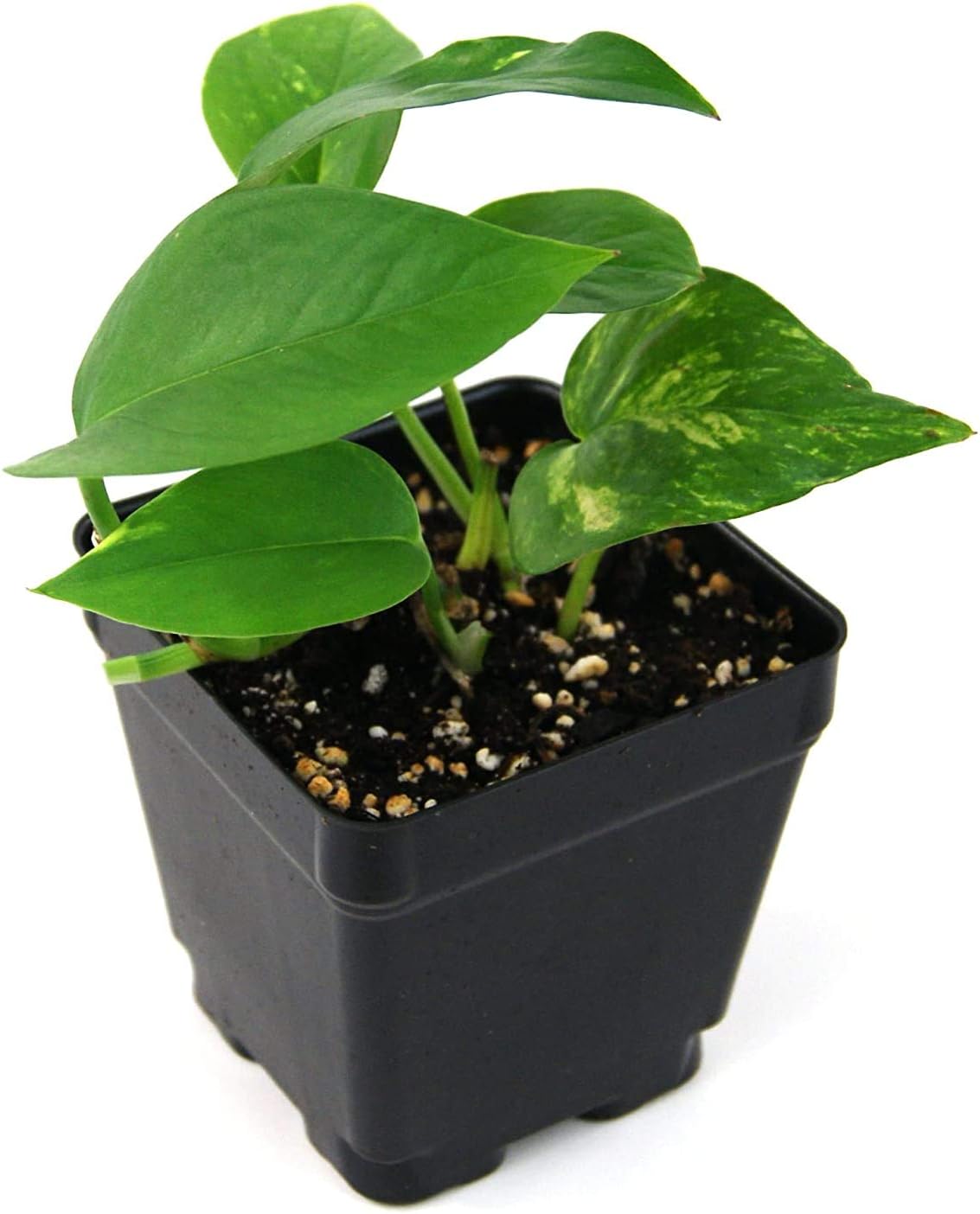 Sprig & Stone Vine Bundle (5 Plants)