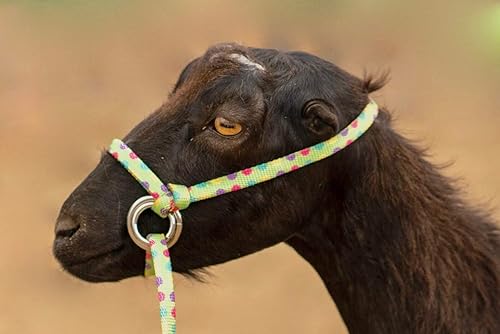 Miniatura 7 de Extra pequeño: cabestro ajustable de oveja, cabra, pantorrilla pequeña y plomo de EE. UU. 250-700bs (verde azulado)