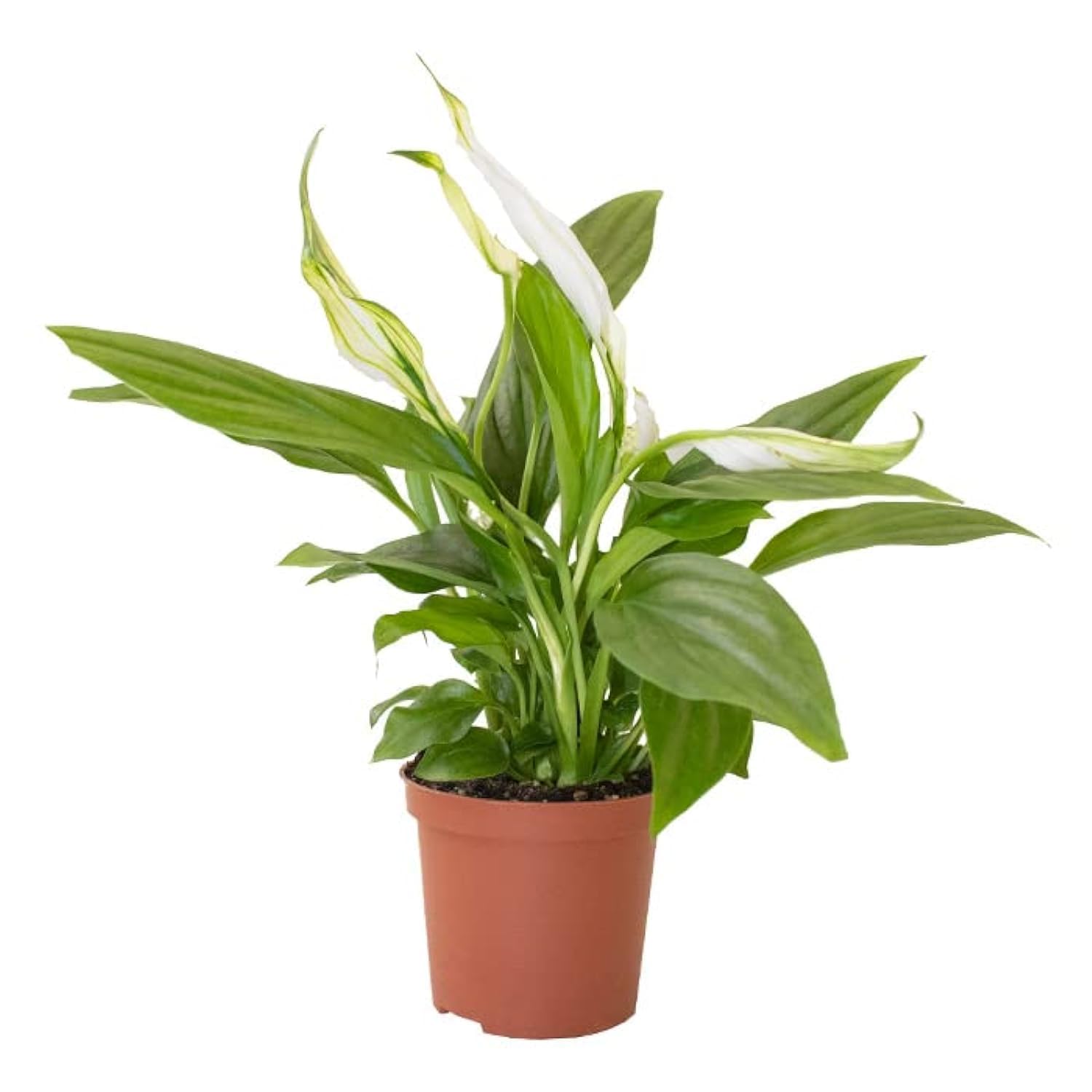 Peace Lily | Spathiphyllum 15-20 CM Fresh Natural Real Indoor Plants for home-office table top
