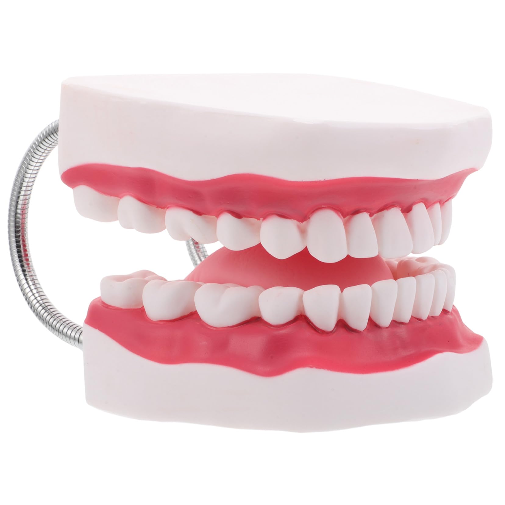 Modello Typodont Ingrandito Gengive e Lingua Realistico per Insegnamento e Ortodontica Portatile e Durevole per Formazione Odontoiatrica e Preparazione Esami