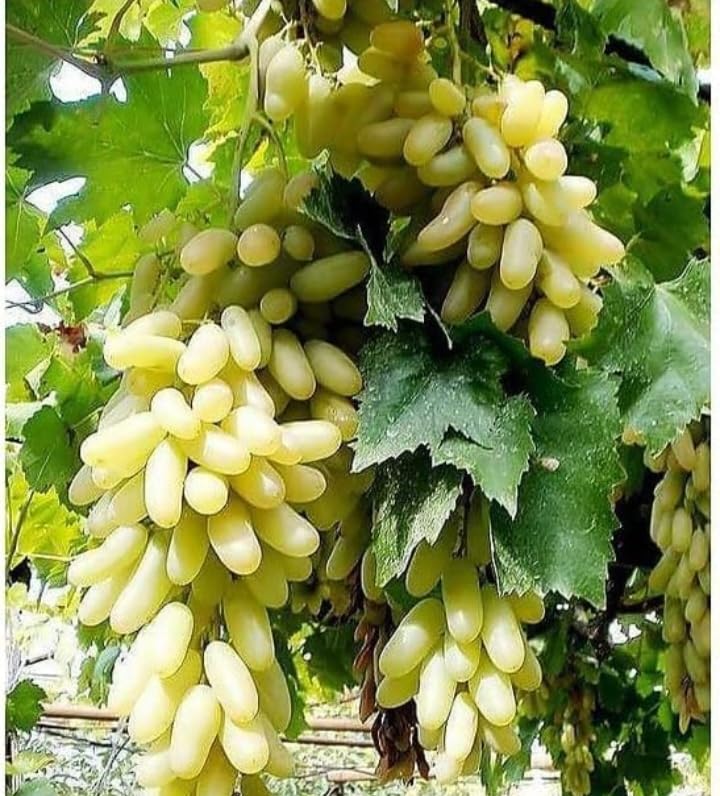 Market man,Seedless sweet green grape (grafted) live fruit plant. (B0CZF37N8D) Amazon Price History, Amazon Price Tracker