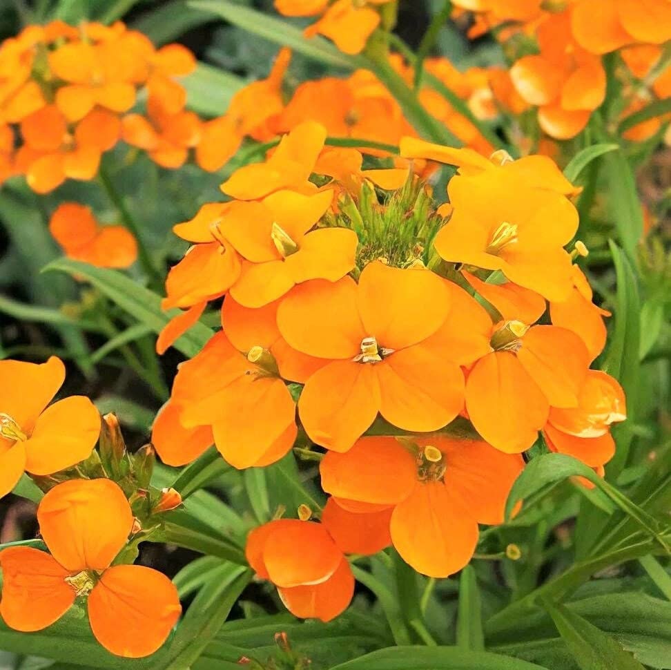 Siberian WallFlower Seeds - 500+ Count - for 2025 Planting Erysimum Cheiri Cheiranthus Allionii Orange Flowers Spring Biennial Flower Non-GMO Grow Your Own Home Farm Patio Healthy