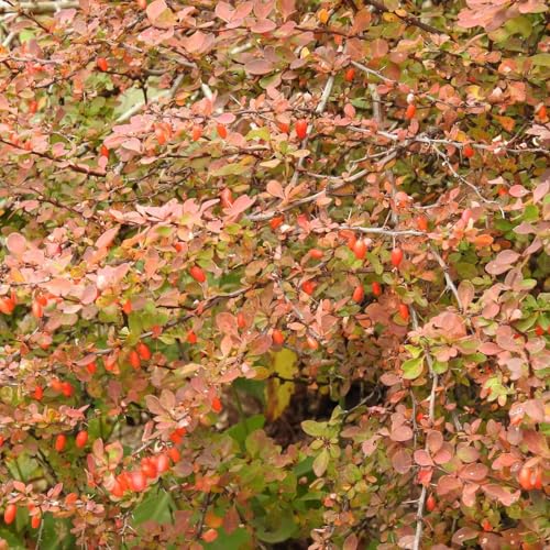 THE PLANT NOBODY WANTS Podcast Por  arte de portada