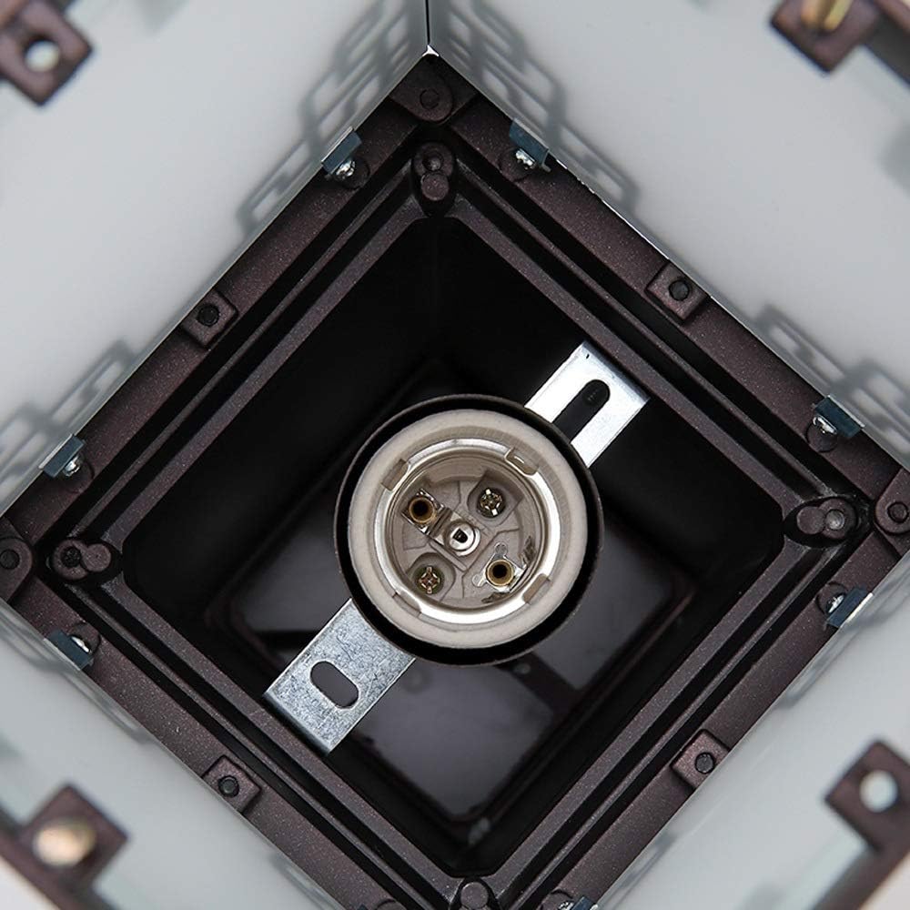 ④ ブンゲンス トウヒ ホプシー8号 最高等級極上品‼️ ⑤ ブンゲンス