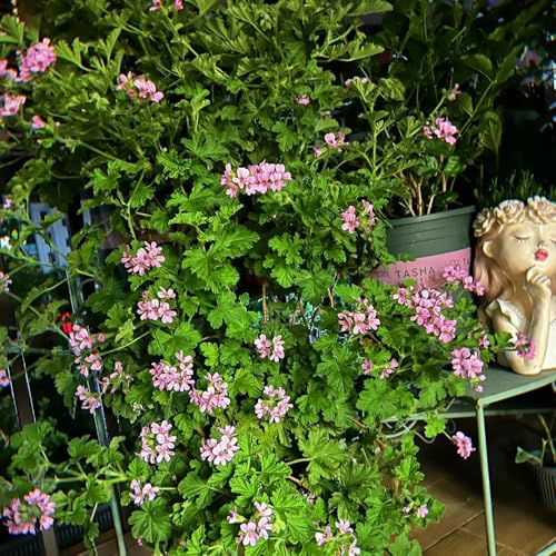 semi di geranio profumati - pelargonium graveolens - culinarie, rare geranio limone orto da orto, 100pcs