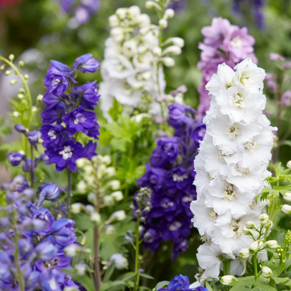 Delphinium Plants Garden Ready 'Magic Fountains Lavender' Compact Hardy Perennial Purple Blooms Easy to Grow Your Own Garden Flowers 1-Litre Potted Plants By Thompson and Morgan
