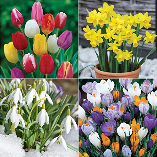 How to Grow Violas For Winter and Spring Colour By a Gardener