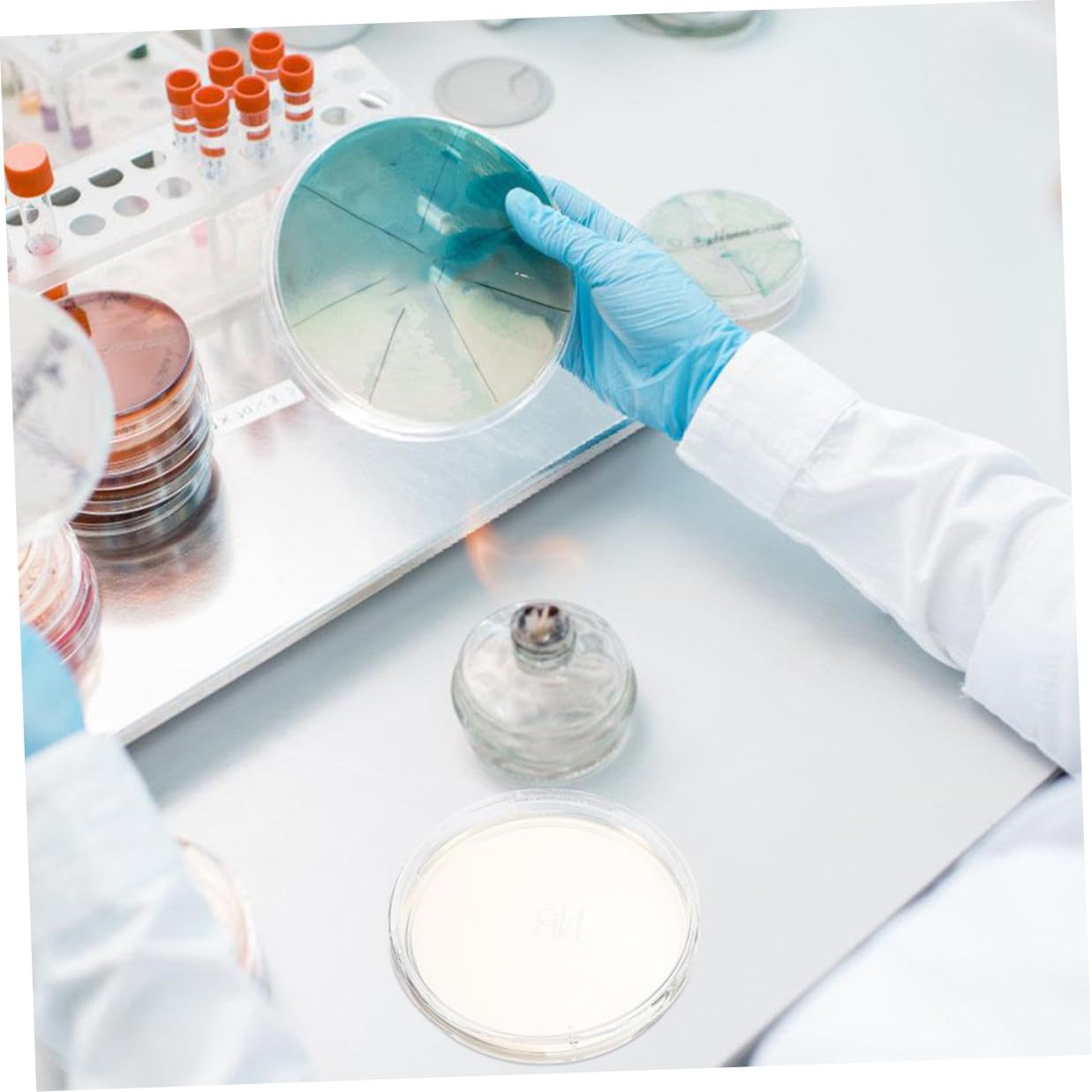 10pcs 6cm Nutrient Agar Petri Dishes for Culture, Laboratory Specimen Storage Plates, Cell Culture Set for Science Experiments and Research