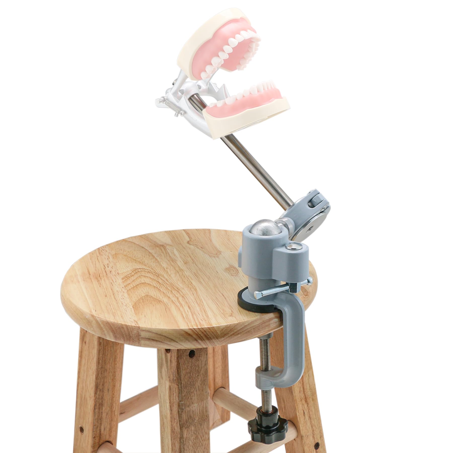 Typodont/Dentoform Dental Mounting Pole Dental Typodont Teeth Model Mounting Pole