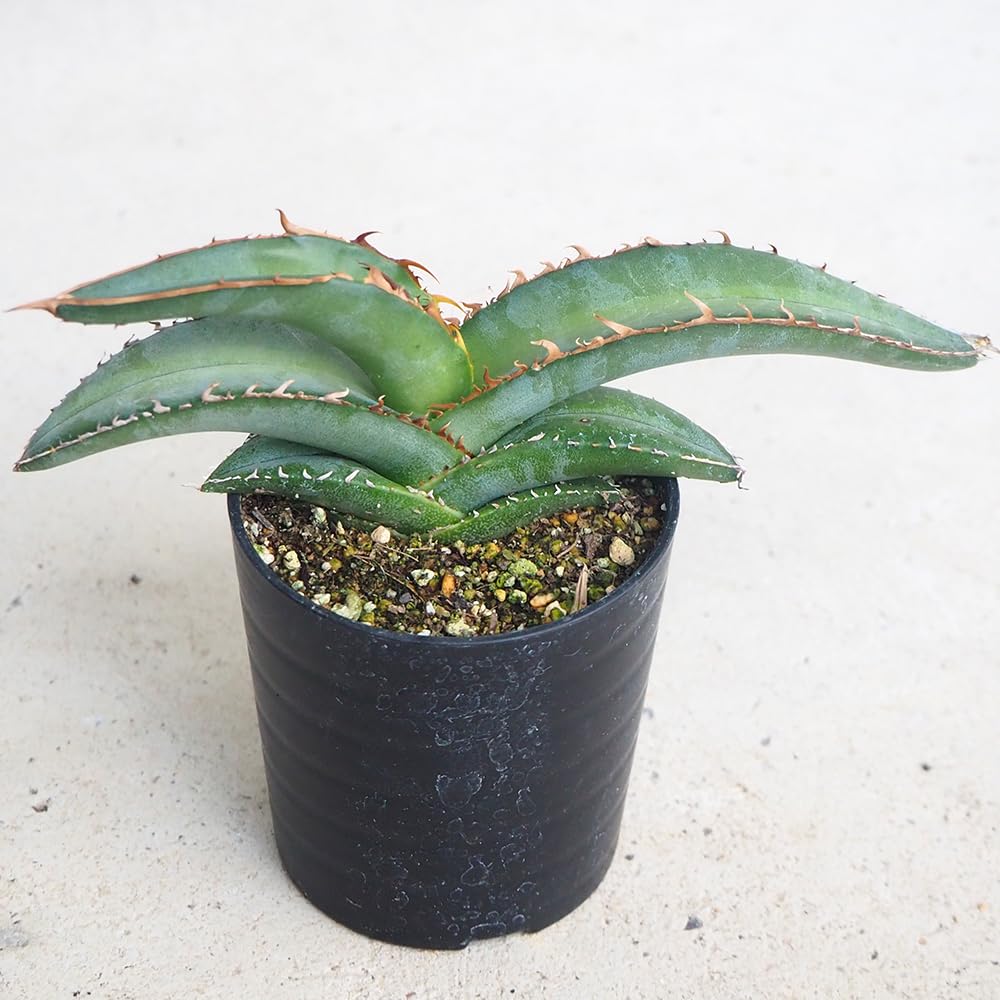 アガベ　オテロイ　ゴツゴツ鋸歯 Amazon｜ITANSE アガベ オテロイ 2.5号 1個売り 多肉植物 Agave