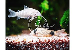 Panda and Albino Corydoras: Perfect Pair for Aquarium Harmony